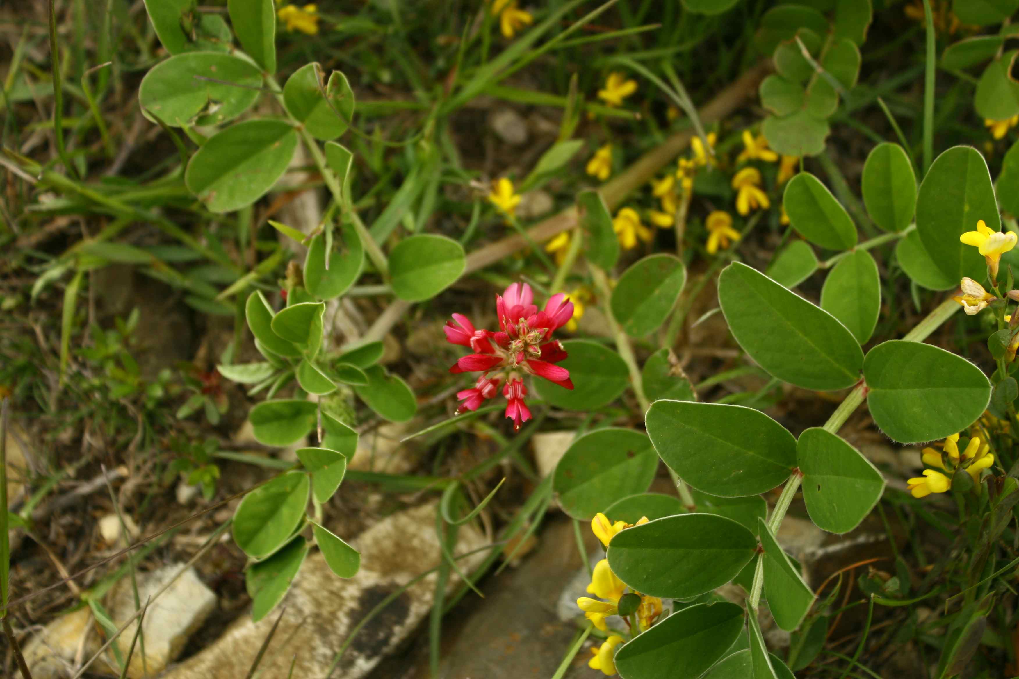 Sulla coronaria (=Hedysarum coronarium)